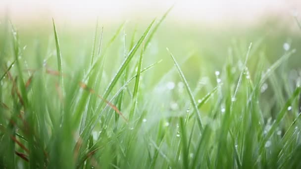 Herbe verte avec rosée du matin — Video