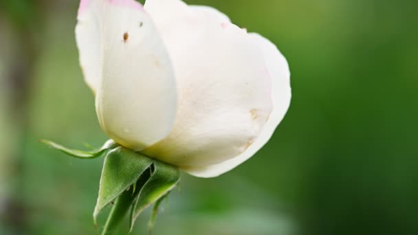 Rose blanche dans le jardin — Video