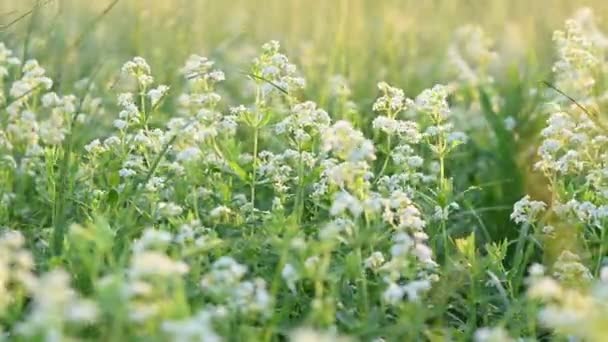 Sommaräng med vita blommor — Stockvideo