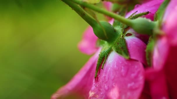 Flor roja de rosa de té — Vídeo de stock