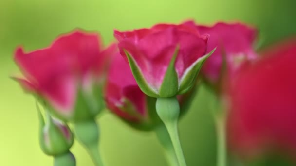 Roses roses pulvérisées sur vert