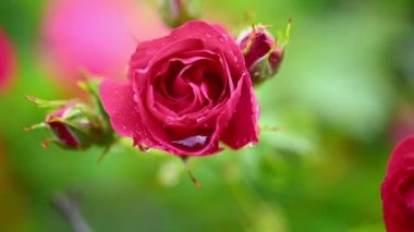 Çayın kırmızı çiçeği.