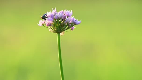 Fleur d'oignon sauvage ou de souris