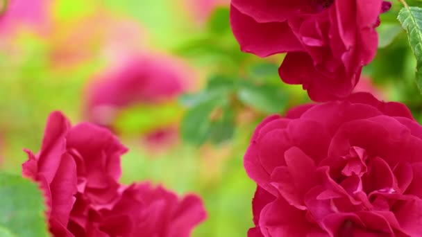 Röd blomma av te ros — Stockvideo