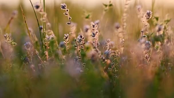 Letni zachód słońca oświetla kwitnącą łąkę — Wideo stockowe