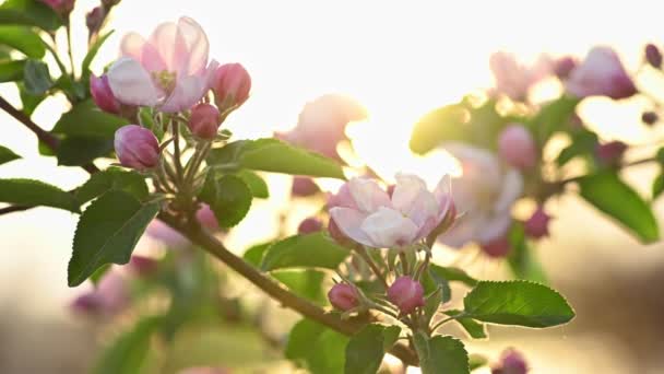 Ροζ και λευκό άνθος μήλου — Αρχείο Βίντεο