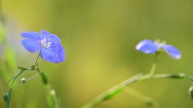 Güzel mavi keten çiçeği