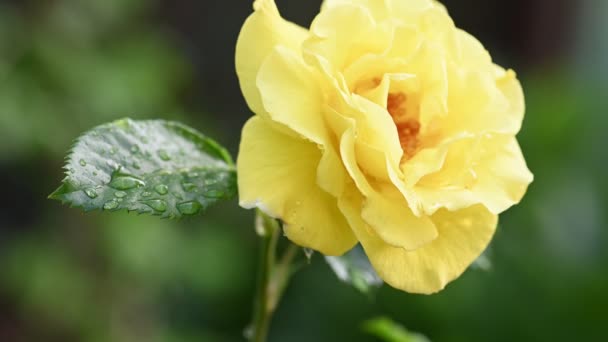 Žlutý květ čajové růže — Stock video