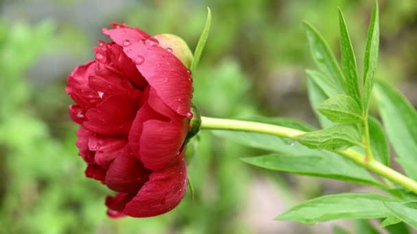 Czerwony kwiat piwonii Paeonia Officinalis — Wideo stockowe