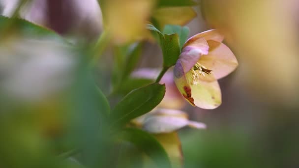 Rosa Hellebore-Blüte, Helleborus niger — Stockvideo