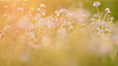 Gün batımında papatya çiçeği çayırı