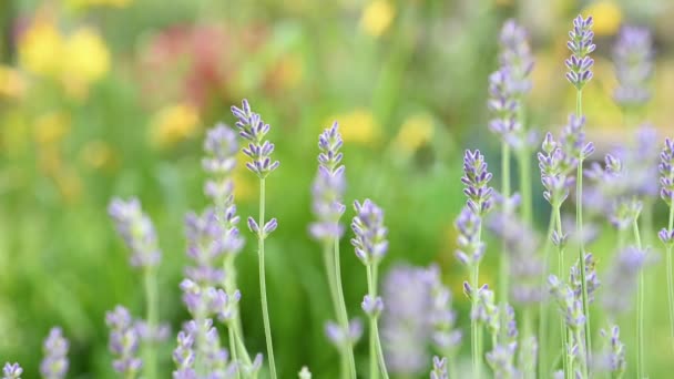 Zarte blühende Lavendelblüten aus nächster Nähe — Stockvideo