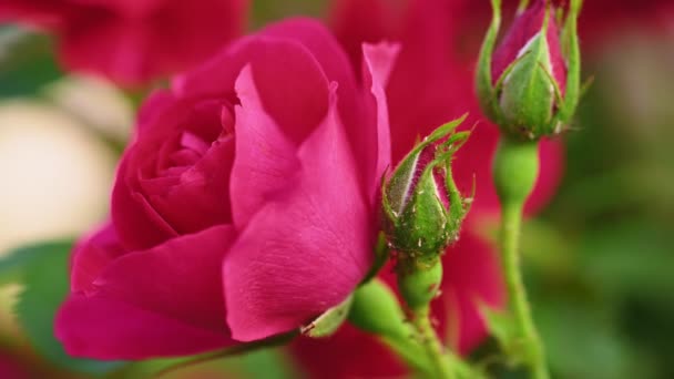 Red blossom of tea rose — Stock Video