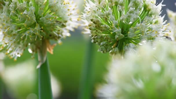 White Allium circular flowers close-up — Stock Video
