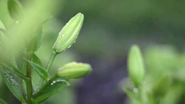 Brotes de lirio naranja después de la lluvia — Vídeo de stock