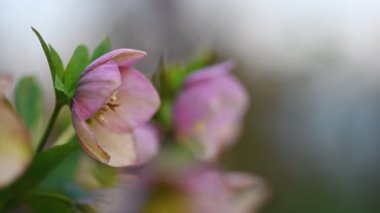 Pembe Yunan çiçeği, Helleborus niger