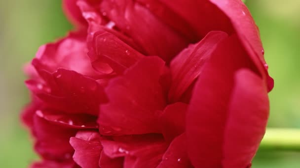 Piros bazsarózsa virág Paeonia Officinalis — Stock videók