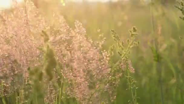 Gouden grasweide bij zonsopgang — Stockvideo