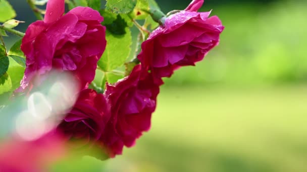 Κόκκινο άνθος του τριαντάφυλλου τσαγιού — Αρχείο Βίντεο