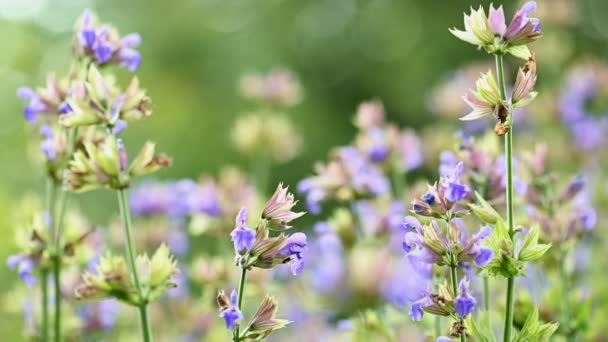 Blühender Salbei im Garten — Stockvideo