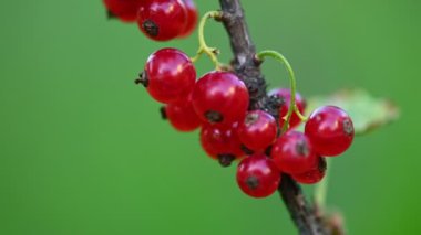 Olgun yaban mersini, açık havada kapanıyor.