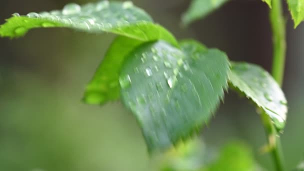 バラの葉に雨が降る — ストック動画