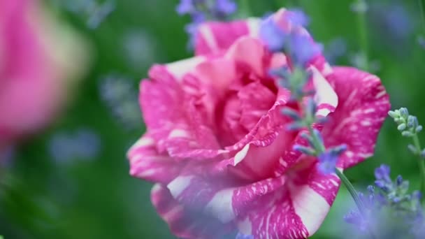 Mawar dengan lavender kabur di luar ruangan — Stok Video