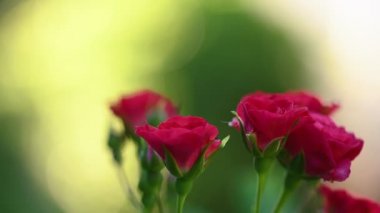 Yeşil üzerine Magenta sprey gülleri