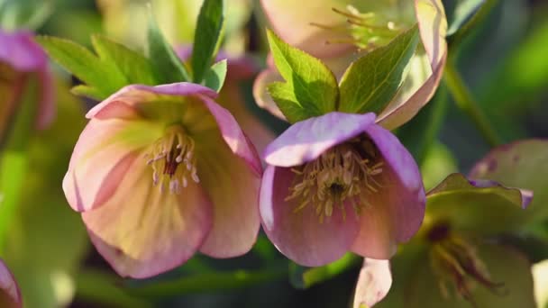 Цветок розового гелифора, Helleborus niger — стоковое видео