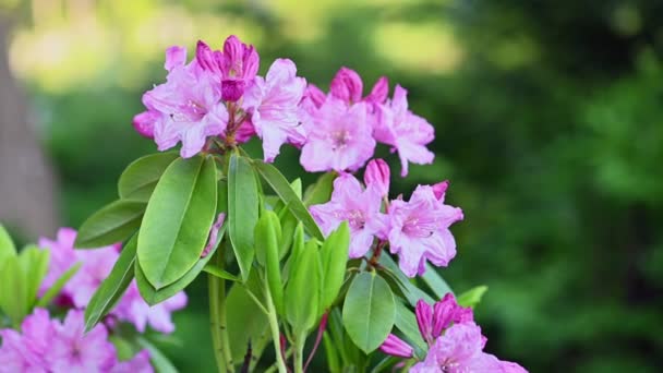 Красивые фиолетовые цветы Азалия Рододендрона — стоковое видео