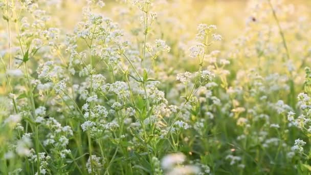 Summer meadow with white flowers — Stock Video