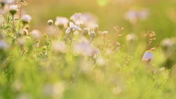 Chamomille prairie de fleurs gros plan