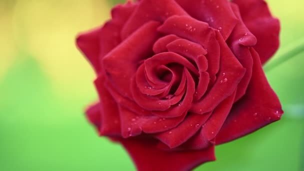 Червона троянда з краплями роси — стокове відео