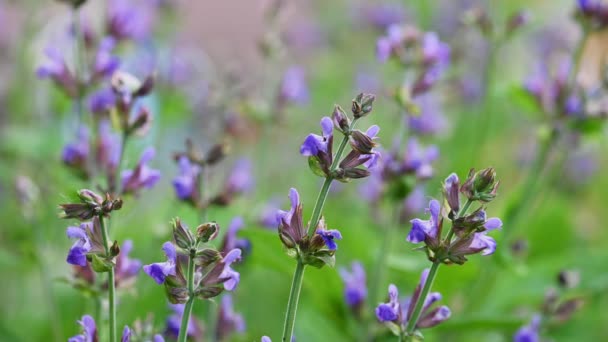 Salvia floreciente en el jardín — Vídeos de Stock