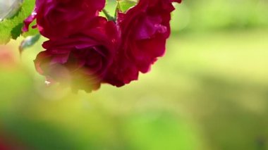 Çayın kırmızı çiçeği.