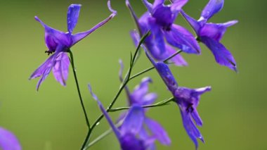Consolida regalis, çatallanan tarlakuşu çiçeği