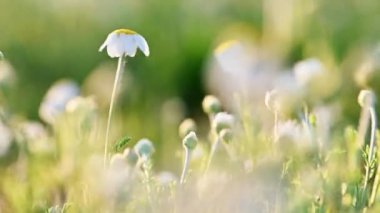Papatya çiçeği çayırını kapatın