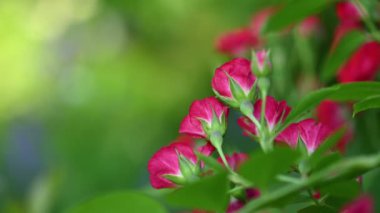 Yeşil üzerine pembe sprey güller