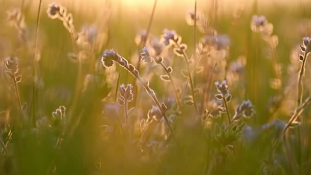 Letni zachód słońca oświetla kwitnącą łąkę — Wideo stockowe