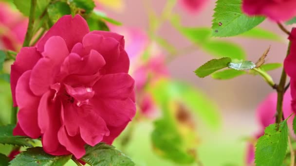 Красный цветок чайной розы — стоковое видео