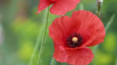 Kırmızı gelincikler bahçede yetişir.