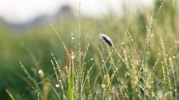 Зеленая трава с утренней росой — стоковое видео