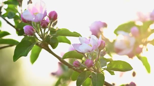 Flor de manzana rosa y blanca — Vídeo de stock