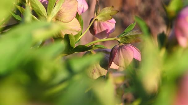 Pink Hellebore flower, Helleborus niger — стокове відео