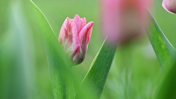 Tulipanes rosados en primavera — Vídeo de stock