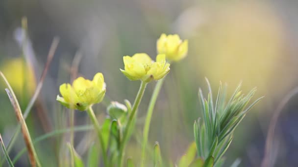 Kwiaty jaskry łąkowej, Ranunculus acris — Wideo stockowe