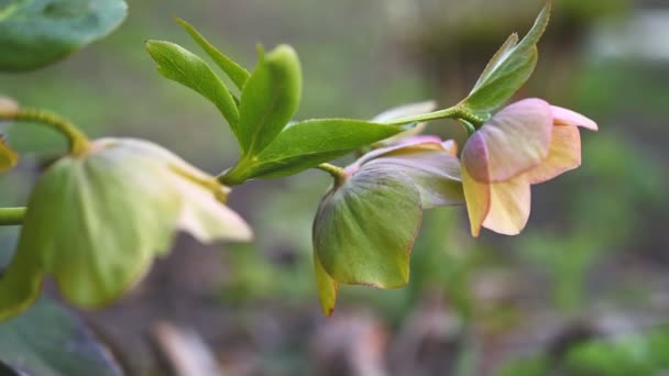 Pembe Yunan çiçeği, Helleborus niger — Stok video