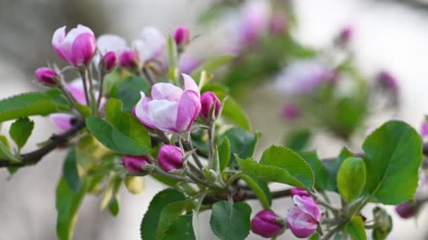 Flor de manzana rosa y blanca — Vídeo de stock