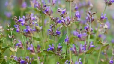 Bahçede çiçek açan adaçayı