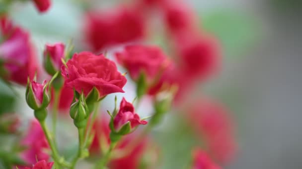 Червоні кущові троянди розмитий фон — стокове відео